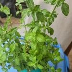 Mentha pulegium Leaf