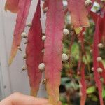 Pseudorhipsalis ramulosa Leaf