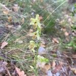 Ophrys sphegodes Hábito