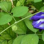 Clitoria ternatea Kéreg