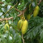 Castanospermum australe Плод