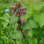 Lamium maculatum花