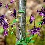 Aquilegia atrata Habit