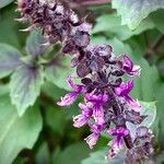 Ocimum kilimandscharicum Other