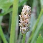 Plantago ovata 果実