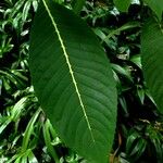 Sanchezia nobilis Folha