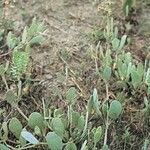 Atriplex portulacoides Habit