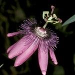 Passiflora amethystina Кветка