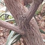 Mimusops caffra Bark