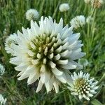 Trifolium montanum Flower