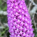 Anacamptis pyramidalisFlower