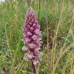 Orobanche amethystea Flower