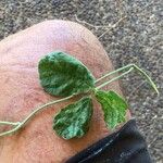 Macroptilium atropurpureum Leaf