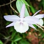 Dendrobium aphyllum Flor