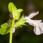 Stachys corsica Corteccia