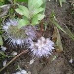 Hydrophyllum capitatum Bloem