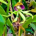 Prosthechea cochleata Fleur