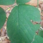 Rubus foliosus Hoja