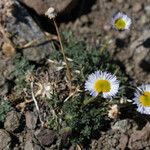 Erigeron compositus Hábito