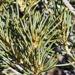 Pinus monophylla Листок