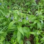 Mertensia paniculata Flower