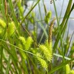 Carex hystericina Фрукт