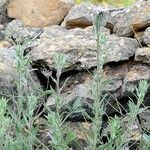 Carthamus caeruleus 葉