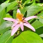 Grewia occidentalis Flower