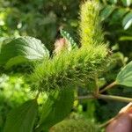 Acalypha aristata Flower