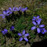 Cyananthus incanus Vekstform