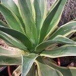 Agave demeesteriana Feuille