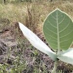 Calotropis procera Feuille