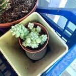 Sedum burrito Лист