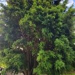 Podocarpus totara Συνήθη χαρακτηριστικά