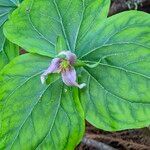 Trillium ovatumFloro