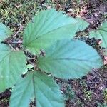 Viburnum dilatatum Foglia