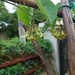 Telosma cordata Flower