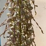 Himantoglossum hircinum Květ