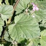 Erodium malacoides Blatt