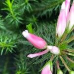 Erica ventricosa Flower