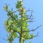 Robinia pseudoacacia Blomma