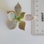 Graptopetalum paraguayense Feuille