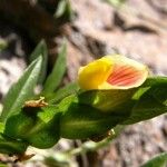 Zornia reticulata Kukka