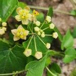 Pentarrhinum insipidum Blüte