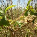 Distimake aegyptius अन्य