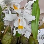 Coelogyne cristata പുഷ്പം