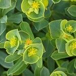 Euphorbia portlandica Blomma