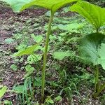 Petasites hybridus Bark