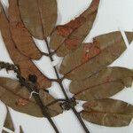 Trattinnickia rhoifolia Outro