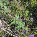 Vigna frutescens Blatt